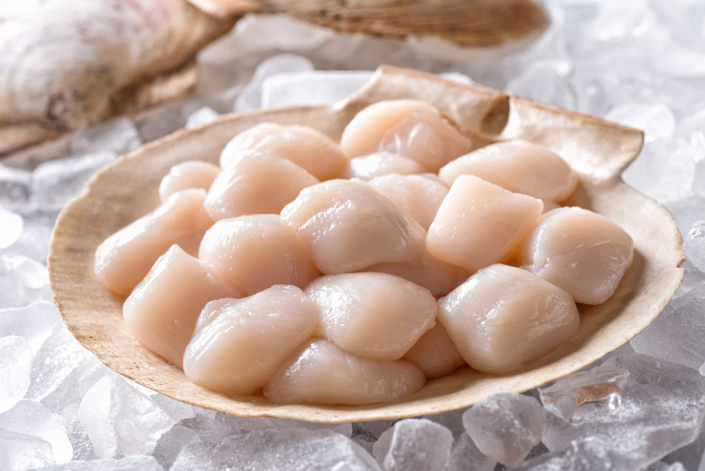 Premium Japanese Scallops (500g)